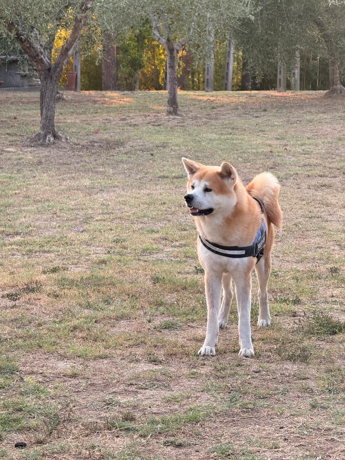 CREMAZIONE CANE MORTE CANE