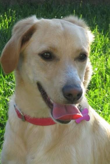 CREMAZIONE ANIMALI , CANE