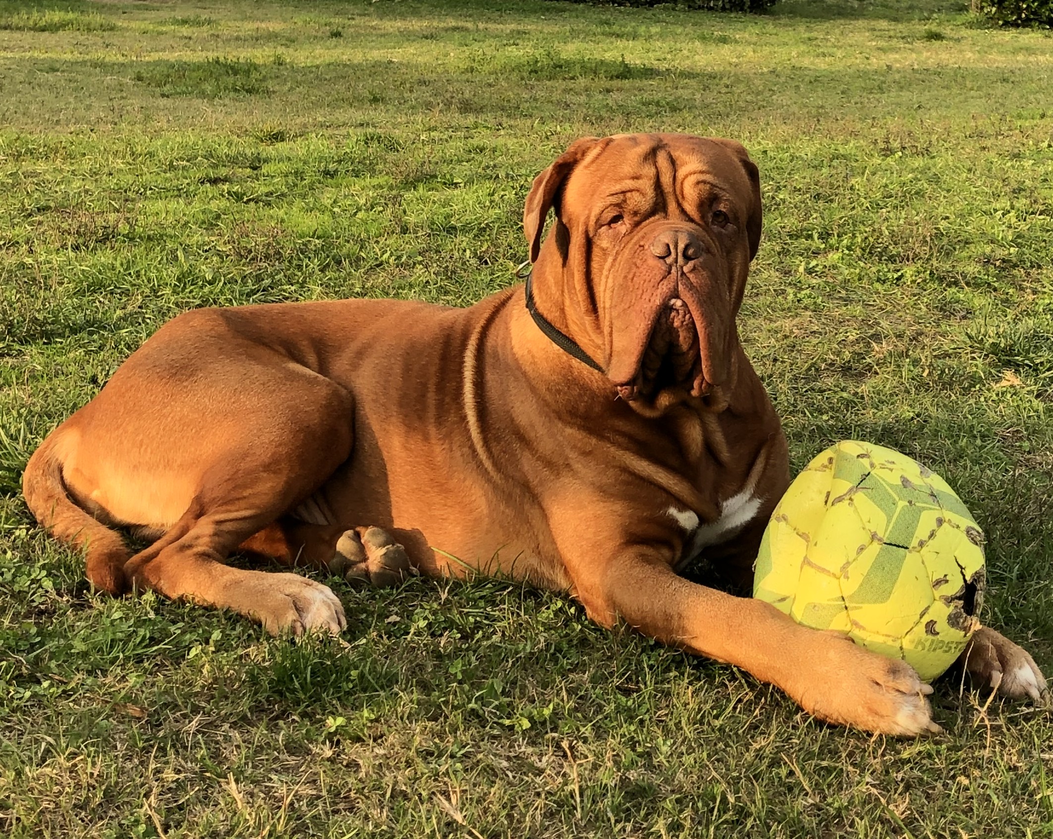 CREMAZIONE CANE URNA CANE CENERI