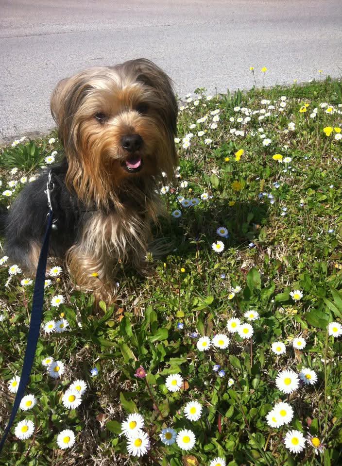 CREMAZIONE CANE , URNA CANE