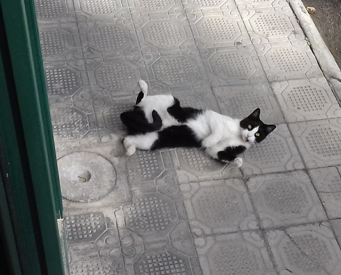 cremazione gatto, urna  gatto