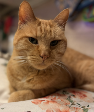 CREM GATTO URNA GATTO