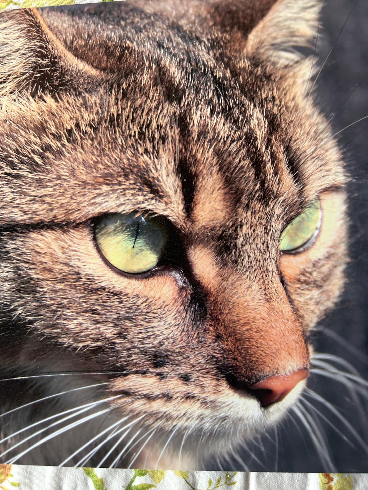 urna gatto, morte gatto