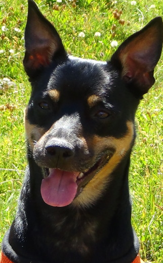 CREMAZIONE CANE CREMAZIONE ANIMALE