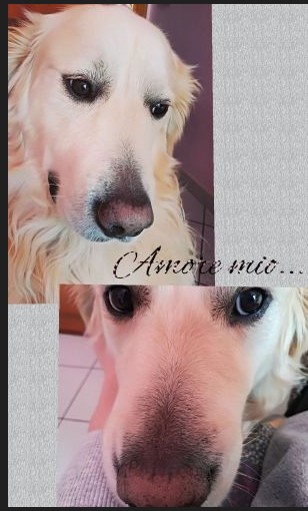CREMAZIONE CANE 