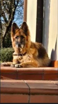CREMAZIONE CANE CANE MORTO
