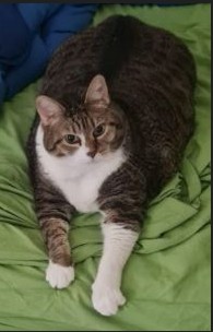 CREMAZIONE GATTO MORTE GATTO