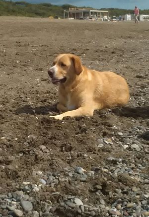 CREMAZIONE CANE 
