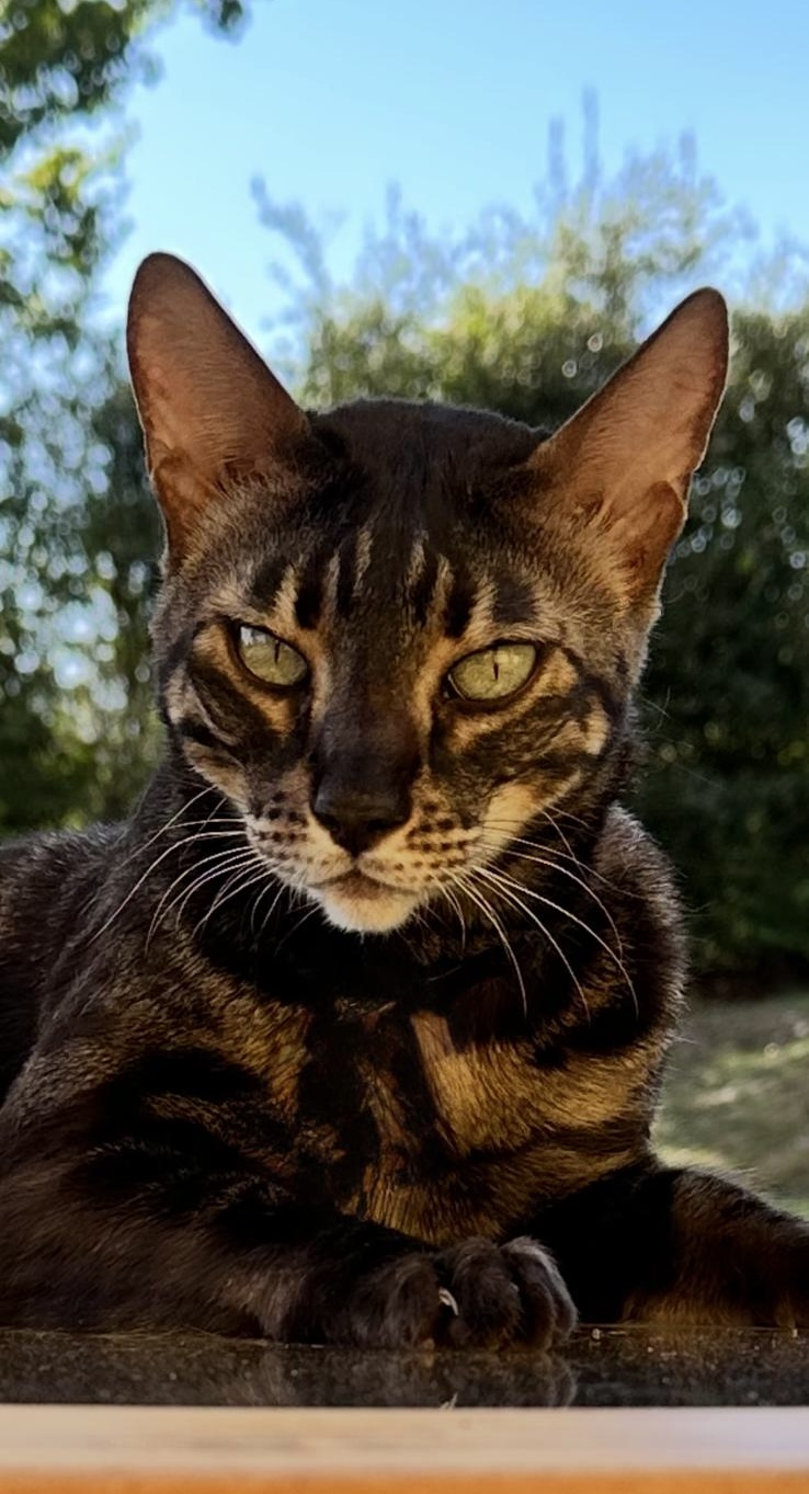 CREMAZIONE GATTO MOTRE GATTO