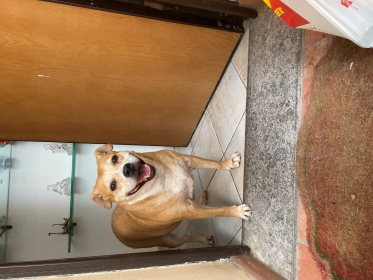 cremazione cane