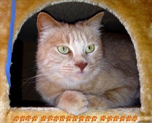cremazione gatto , morte del gatto