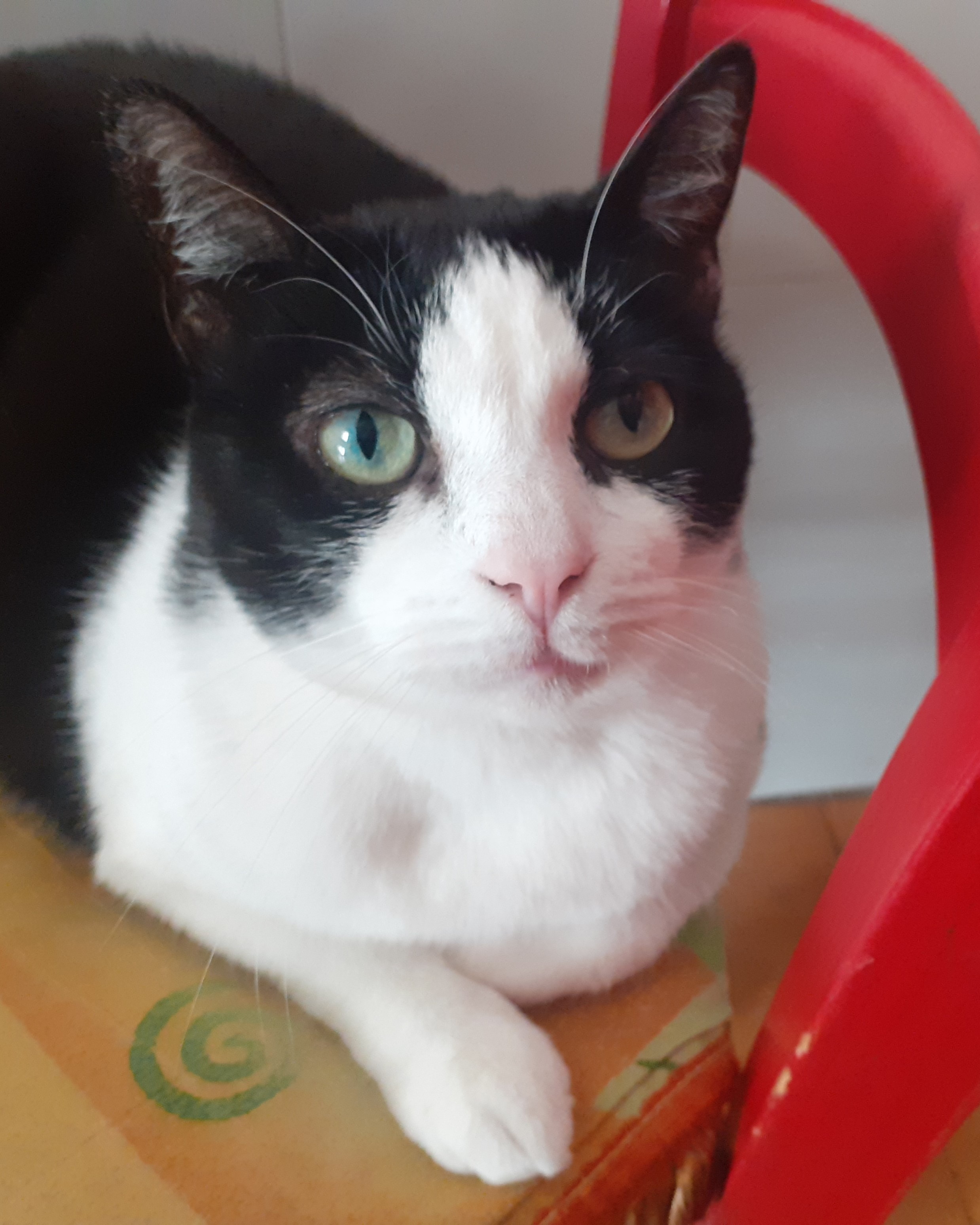 CREMAZIONE GATTO ,  URNA GATTO