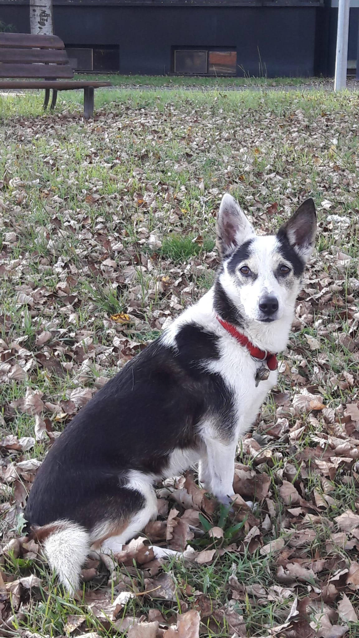 DECESSO ANIMALE, CENERI URNE