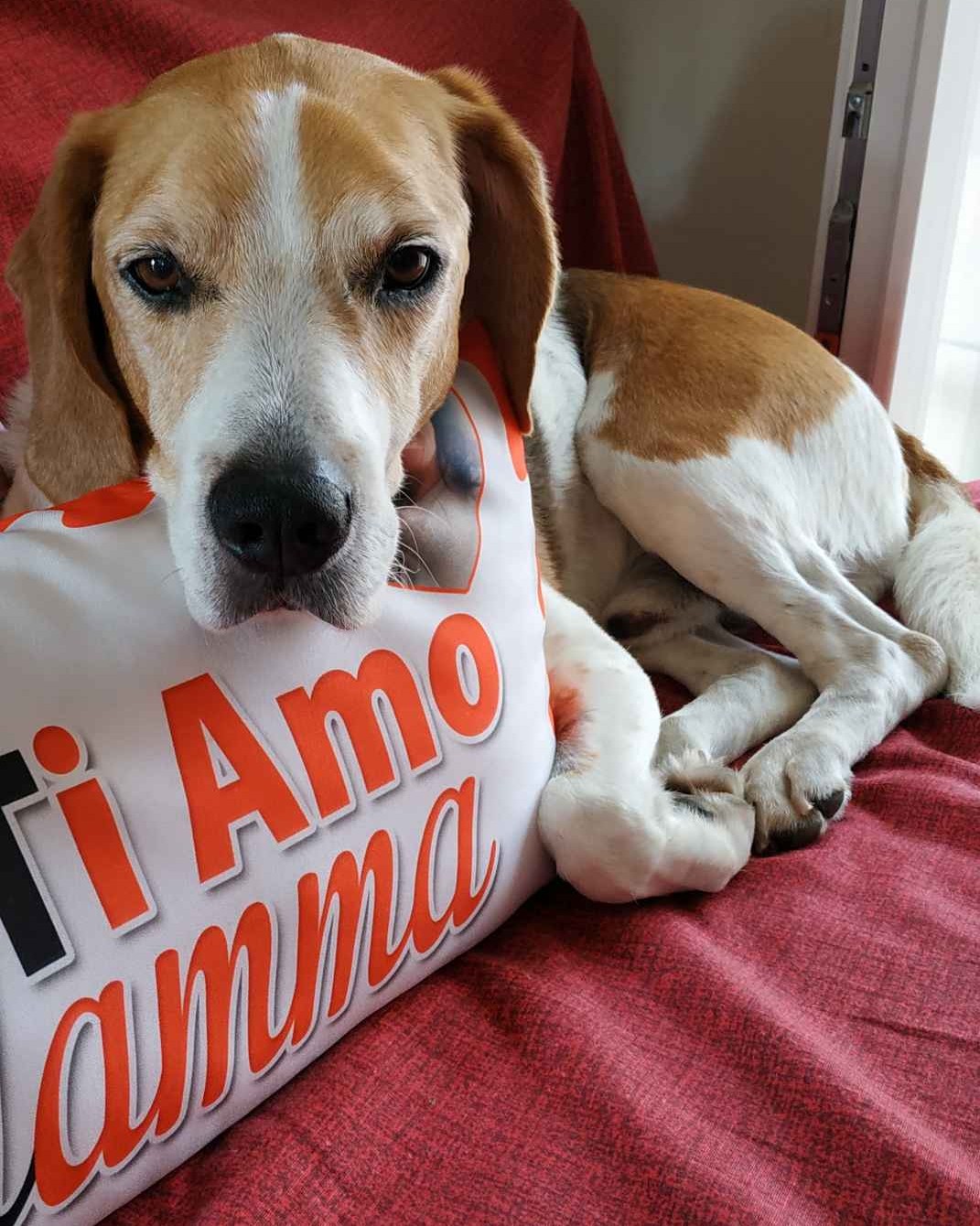 CREMAZIONE CANE MORTE CANE