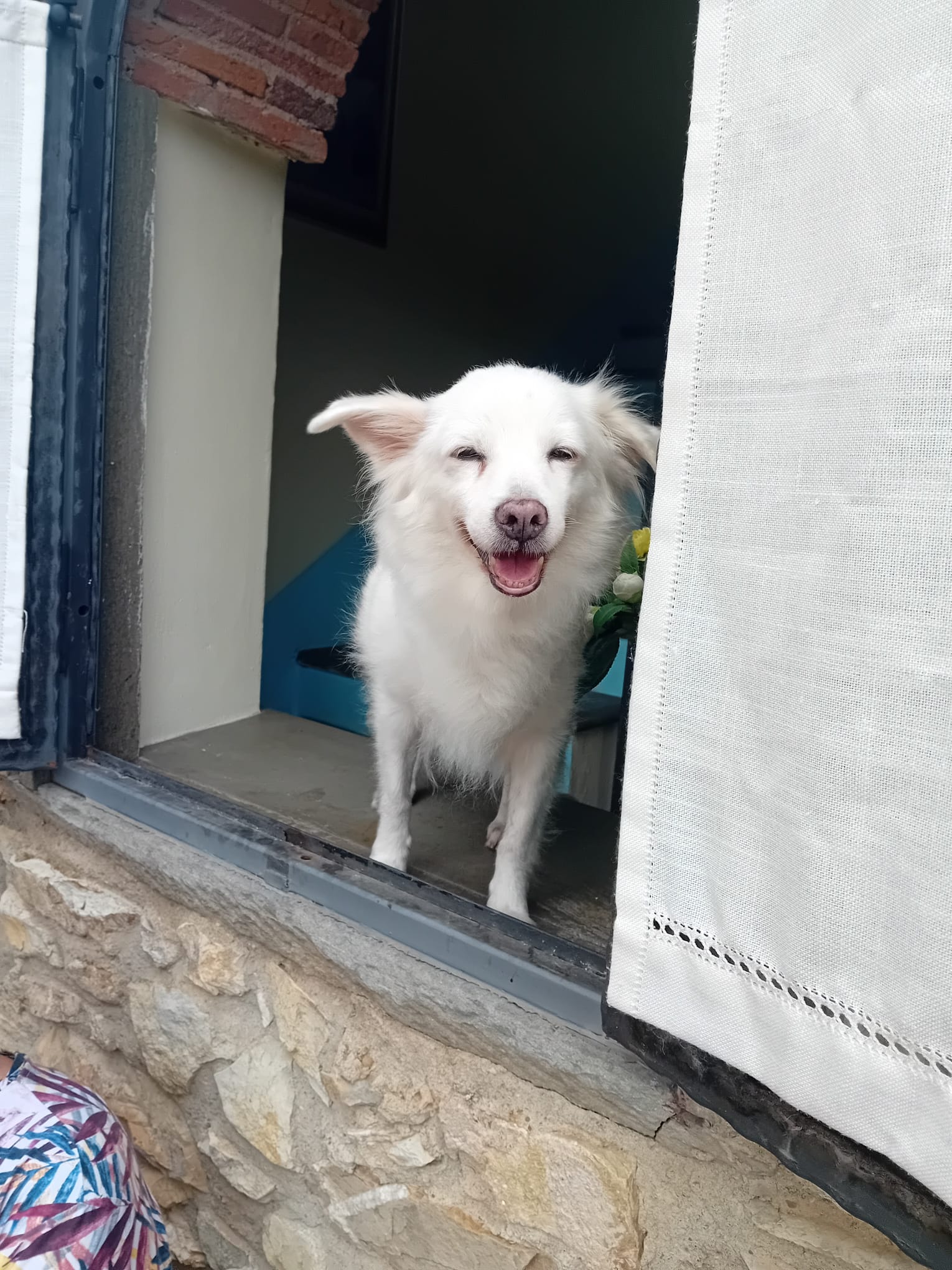 cremazione cane