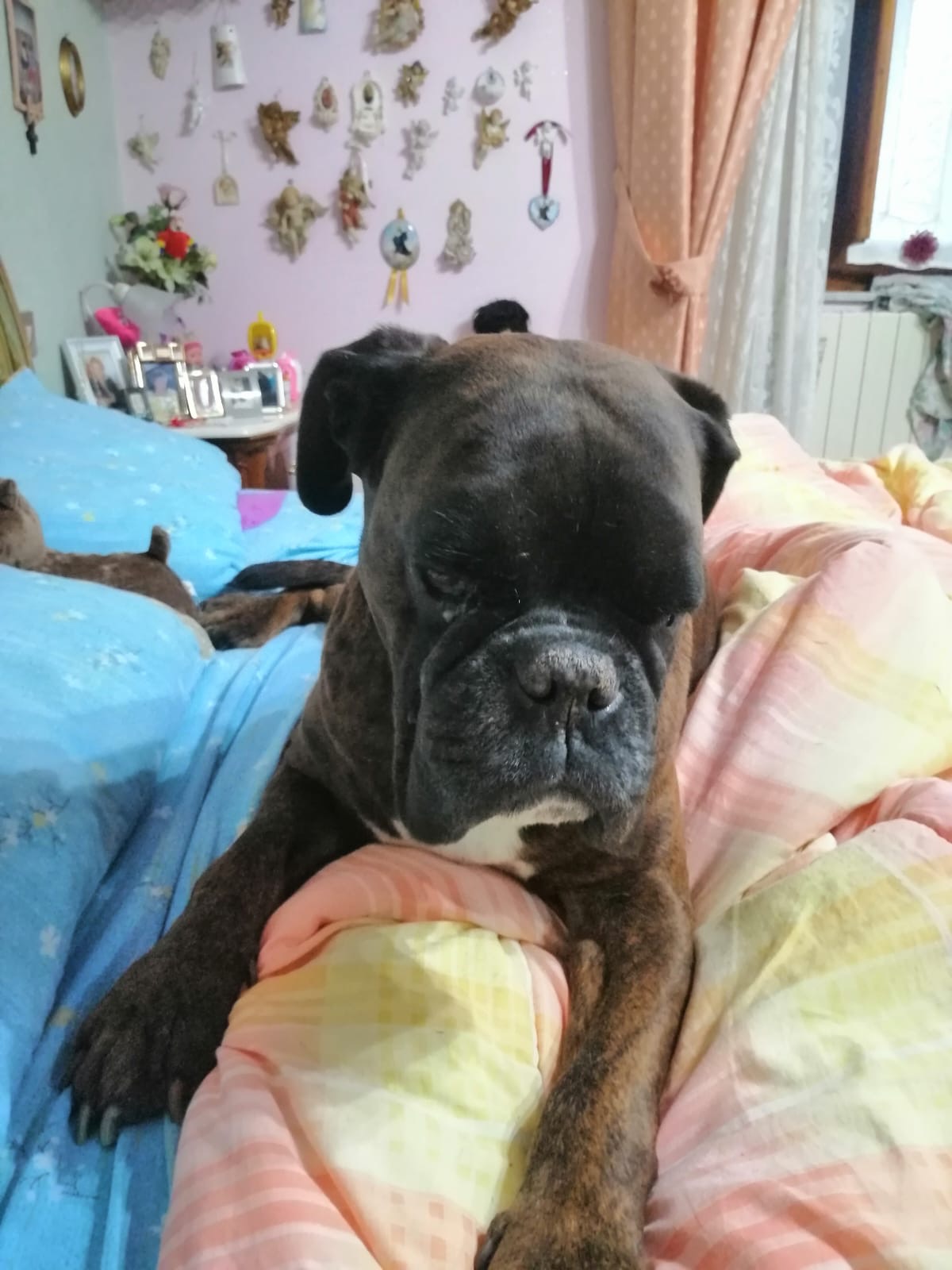 CREMAZIONE CANE MORTE cane