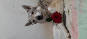 CREMAZIONE CANE