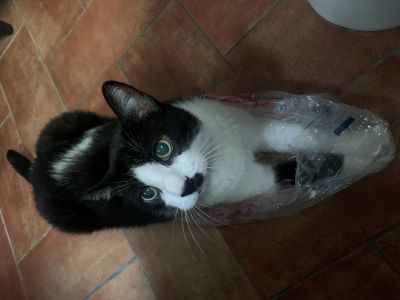 cremazione gatto , gatto urna
