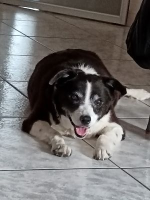 cremazione cane ,cremazione animali