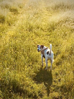 cremazione animali,morte cane 