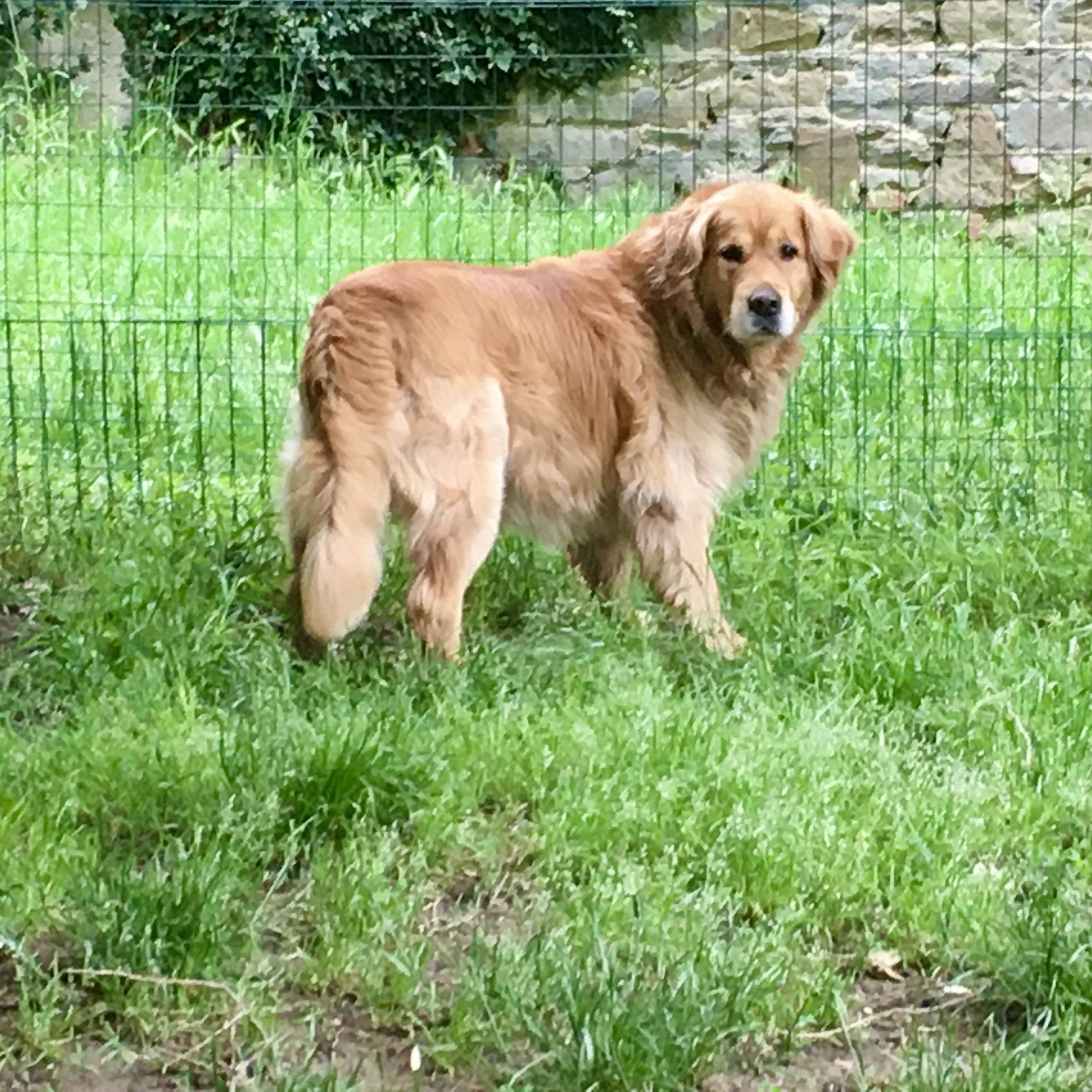 Cremazione cane ,morte animale